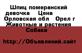 Шпиц померанский, девочка. › Цена ­ 5 000 - Орловская обл., Орел г. Животные и растения » Собаки   